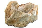 Polished Petrified Wood Soap Dish - Madagascar #346941-1